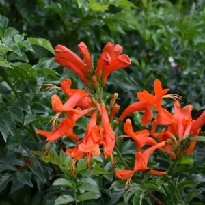 Orange Cape Honeysuckle Live Plant – Vibrant Blooms – Hardy Shrub – Tecoma capensis - Image 2