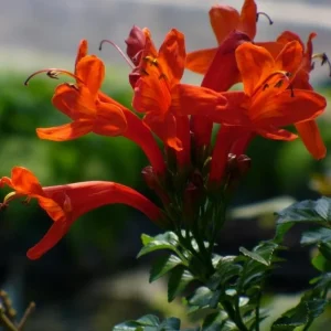 Orange Cape Honeysuckle Live Plant – Vibrant Blooms – Hardy Shrub – Tecoma capensis - Image 3