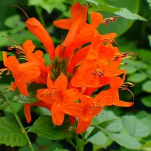 Orange Cape Honeysuckle Live Plant – Vibrant Blooms – Hardy Shrub – Tecoma capensis - Image 4