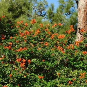Orange Cape Honeysuckle Live Plant – Vibrant Blooms – Hardy Shrub – Tecoma capensis - Image 5