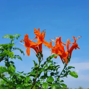 Orange Cape Honeysuckle Live Plant – Vibrant Blooms – Hardy Shrub – Tecoma capensis - Image 6