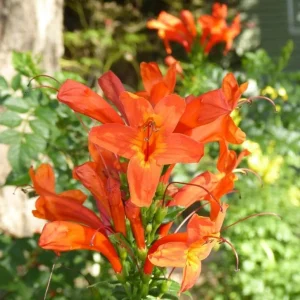 Orange Cape Honeysuckle Live Plant – Vibrant Blooms – Hardy Shrub – Tecoma capensis - Image 1