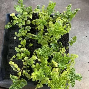 Orange Cape Honeysuckle Live Plant – Vibrant Blooms – Hardy Shrub – Tecoma capensis - Image 7
