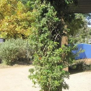 Orange Cape Honeysuckle Live Plant – Vibrant Blooms – Hardy Shrub – Tecoma capensis - Image 8