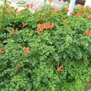 Orange Cape Honeysuckle Live Plant – Vibrant Blooms – Hardy Shrub – Tecoma capensis - Image 9