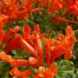 Orange Cape Honeysuckle Live Plants – Set of 3 – Hardy Shrubs for Pollinators - Image 2