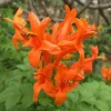 Orange Cape Honeysuckle Live Plants – Set of 3 – Hardy Shrubs for Pollinators - Image 1