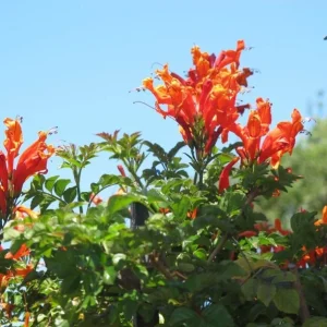 Orange Cape Honeysuckle Live Plants – Set of 3 – Hardy Shrubs for Pollinators - Image 3