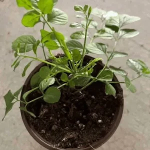 Orange Cape Honeysuckle Live Plants – Set of 3 – Hardy Shrubs for Pollinators - Image 5