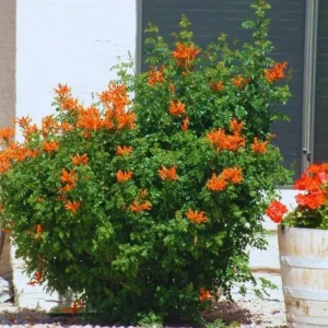 Orange Cape Honeysuckle Live Plants – Set of 3 – Hardy Shrubs for Pollinators - Image 6