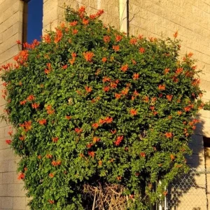 Orange Cape Honeysuckle Live Plants – Set of 3 – Hardy Shrubs for Pollinators - Image 7