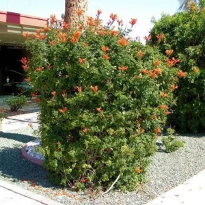 Orange Cape Honeysuckle Live Plants – Set of 3 – Hardy Shrubs for Pollinators - Image 8