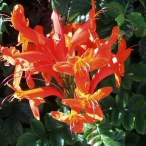 Orange Cape Honeysuckle Live Plants – Set of 5 – Hardy Shrubs for Outdoor - Image 2