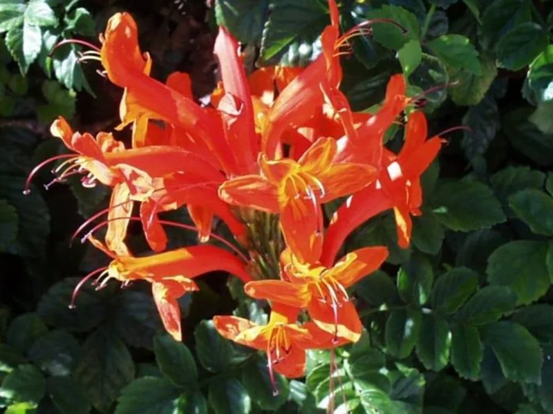 Orange Cape Honeysuckle Live Plants – Set of 5 – Hardy Shrubs for Outdoor - Image 2