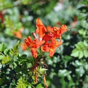 Orange Cape Honeysuckle Live Plants – Set of 5 – Hardy Shrubs for Outdoor - Image 3