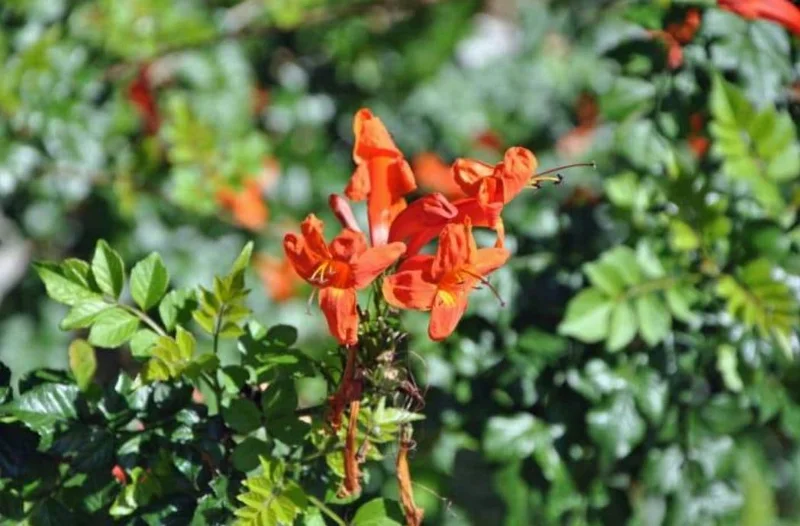 Orange Cape Honeysuckle Live Plants – Set of 5 – Hardy Shrubs for Outdoor - Image 3