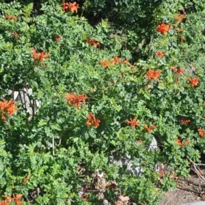 Orange Cape Honeysuckle Live Plants – Set of 5 – Hardy Shrubs for Outdoor - Image 5