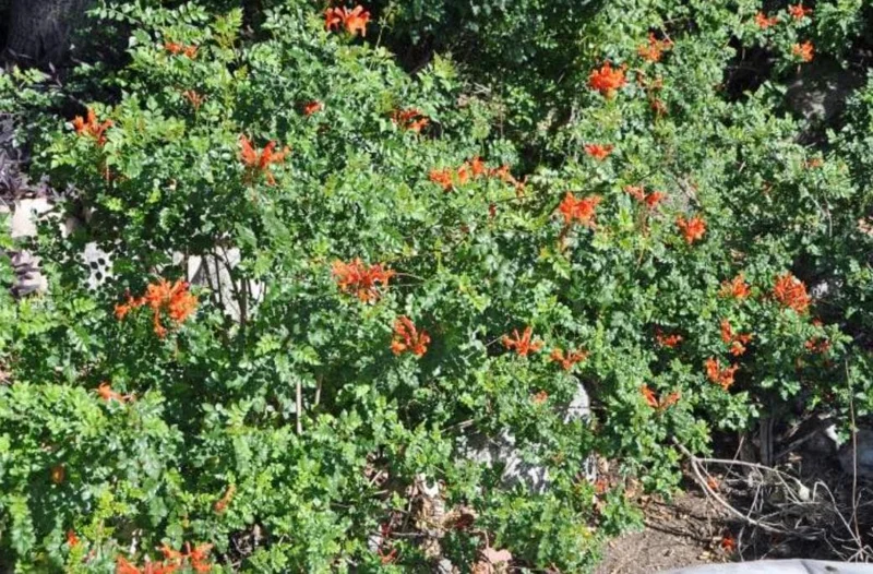 Orange Cape Honeysuckle Live Plants – Set of 5 – Hardy Shrubs for Outdoor - Image 5