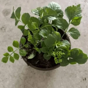 Orange Cape Honeysuckle Live Plants – Set of 5 – Hardy Shrubs for Outdoor - Image 6