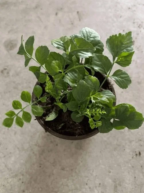 Orange Cape Honeysuckle Live Plants – Set of 5 – Hardy Shrubs for Outdoor - Image 6