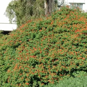 Orange Cape Honeysuckle Live Plants – Set of 5 – Hardy Shrubs for Outdoor - Image 7