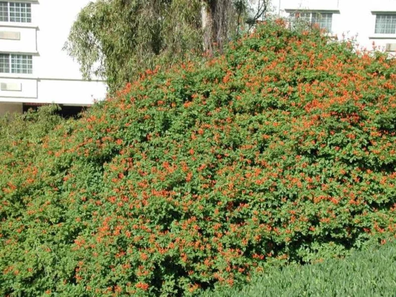 Orange Cape Honeysuckle Live Plants – Set of 5 – Hardy Shrubs for Outdoor - Image 7