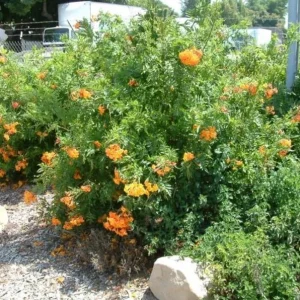 Orange Cape Honeysuckle Live Plants – Set of 5 – Hardy Shrubs for Outdoor - Image 8