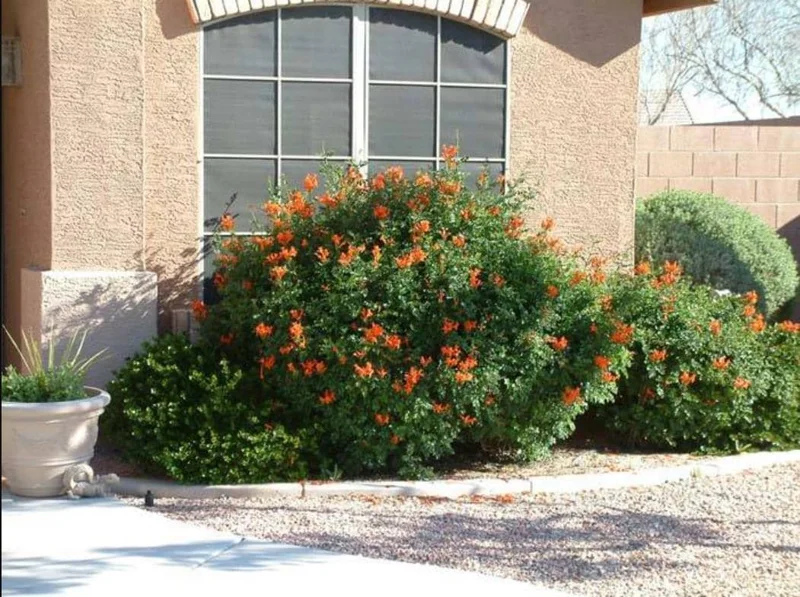 Orange Cape Honeysuckle Live Plants – Set of 5 – Hardy Shrubs for Outdoor - Image 9