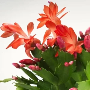 Orange Christmas Cactus Live Plant – Holiday Cactus Schlumbergera – 2 Plants 4-6 Inch Tall in 3 Inch Pots – Indoor/Outdoor - Image 2