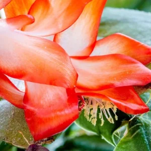 Orange Christmas Cactus Live Plant – Holiday Cactus Schlumbergera – 2 Plants 4-6 Inch Tall in 3 Inch Pots – Indoor/Outdoor - Image 3