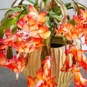 Orange Christmas Cactus Live Plant – Holiday Cactus Schlumbergera – 2 Plants 4-6 Inch Tall in 3 Inch Pots – Indoor/Outdoor - Image 4