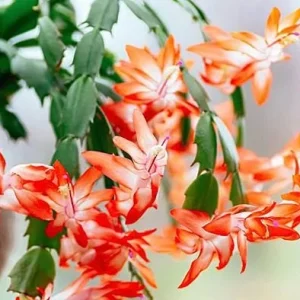 Orange Christmas Cactus Live Plant – Holiday Cactus Schlumbergera – 2 Plants 4-6 Inch Tall in 3 Inch Pots – Indoor/Outdoor - Image 5