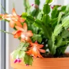 Orange Christmas Cactus Live Plant – Holiday Cactus Schlumbergera – 2 Plants 4-6 Inch Tall in 3 Inch Pots – Indoor/Outdoor - Image 1