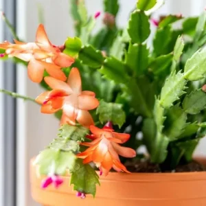 Orange Christmas Cactus Live Plant – Holiday Cactus Schlumbergera – 2 Plants 4-6 Inch Tall in 3 Inch Pots – Indoor/Outdoor - Image 1
