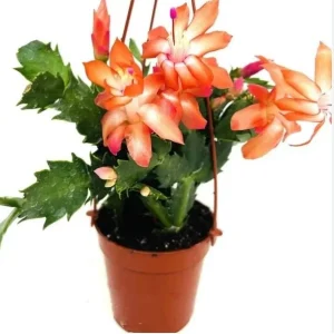 Orange Christmas Cactus Live Plant – Holiday Cactus Schlumbergera – 2 Plants 4-6 Inch Tall in 3 Inch Pots – Indoor/Outdoor - Image 6