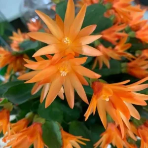 Orange Easter Cactus Live Plant – 4-inch Pot, 5-inch Height – Indoor & Outdoor Flowering Succulent - Image 2