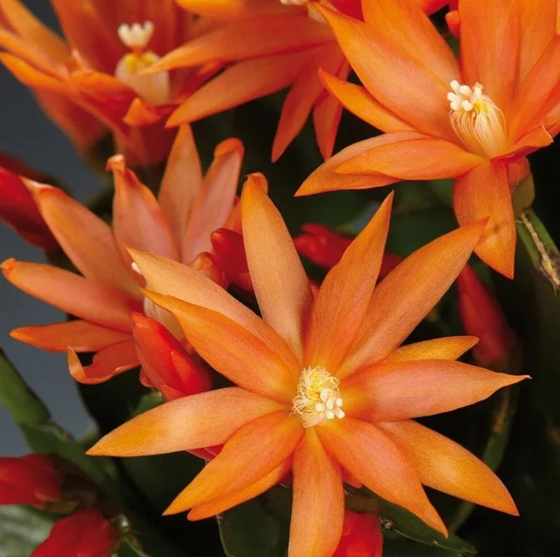 Orange Easter Cactus Live Plant – 4-inch Pot, 5-inch Height – Indoor & Outdoor Flowering Succulent - Image 3