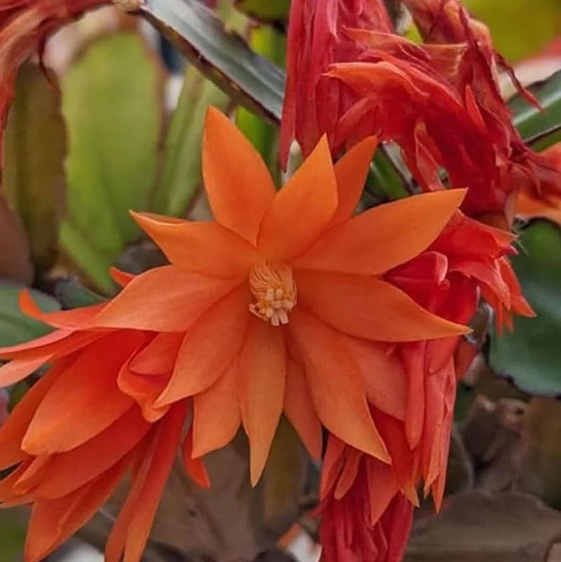 Orange Easter Cactus Live Plant – 4-inch Pot, 5-inch Height – Indoor/Outdoor Flowering Cactus - Image 4