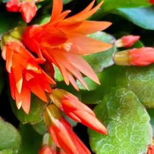 Orange Easter Cactus Live Plant – 4-inch Pot, 5-inch Height – Indoor & Outdoor Flowering Succulent - Image 5