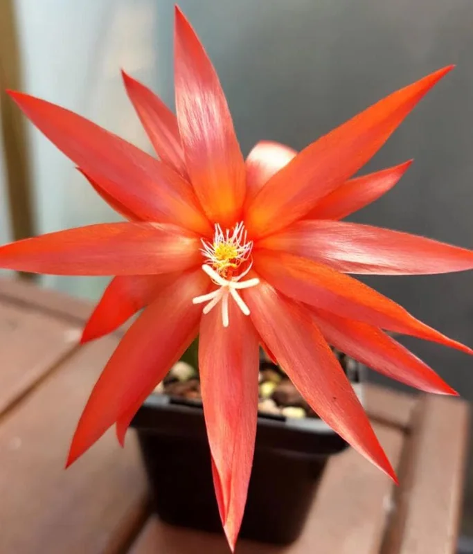 Orange Easter Cactus Live Plant – 4-inch Pot, 5-inch Height – Indoor/Outdoor Flowering Cactus - Image 6