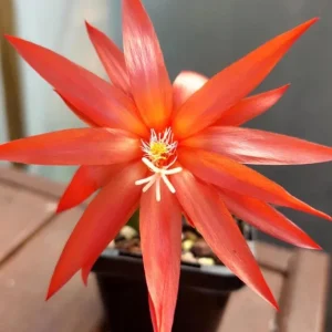 Orange Easter Cactus Live Plant – 4-inch Pot, 5-inch Height – Indoor & Outdoor Flowering Succulent - Image 6