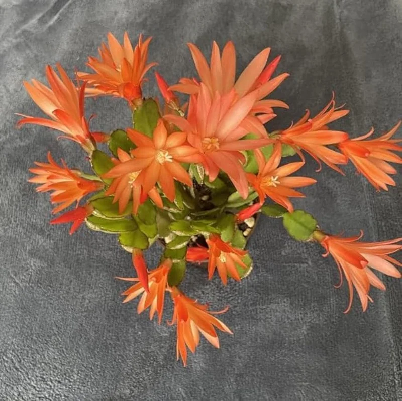 Orange Easter Cactus Live Plant – 4-inch Pot, 5-inch Height – Indoor & Outdoor Flowering Succulent - Image 7