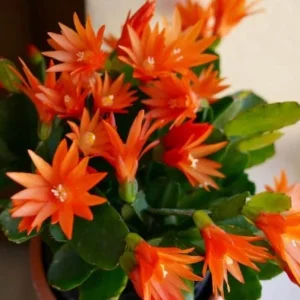 Orange Easter Cactus Live Plant – Spring Blooming Succulent – 4-6 Inch Tall – Indoor/Outdoor - Image 2