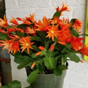 Orange Easter Cactus Live Plant – Spring Blooming Succulent – 4-6 Inch Tall – Indoor/Outdoor - Image 3