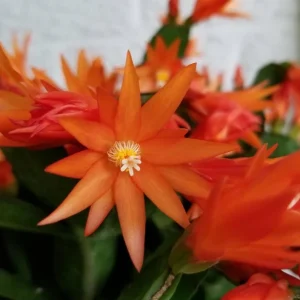 Orange Easter Cactus Live Plant – Spring Blooming Succulent – 4-6 Inch Tall – Indoor/Outdoor - Image 4