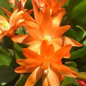 Orange Easter Cactus Live Plant – Spring Blooming Succulent – 4-6 Inch Tall – Indoor/Outdoor - Image 5