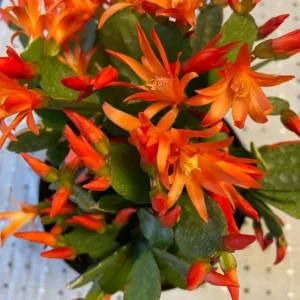 Orange Easter Cactus Live Plant – Spring Blooming Succulent – 4-6 Inch Tall – Indoor/Outdoor - Image 6