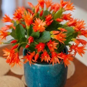 Orange Easter Cactus Live Plant – Spring Blooming Succulent – 4-6 Inch Tall – Indoor/Outdoor - Image 1