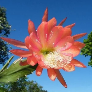 Orange Epiphyllum Orchid Cactus Live Plant – 2 Plants in 4 Inch Pot – Flowering Houseplant - Image 2