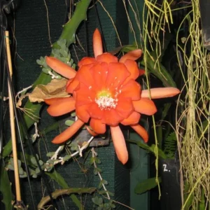 Orange Epiphyllum Orchid Cactus Live Plant – 2 Plants in 4 Inch Pot – Flowering Houseplant - Image 3